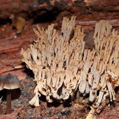 Unverified Coralloid fungus, markedly branched at Paddys River, ACT - 28 May 2025 by TimL