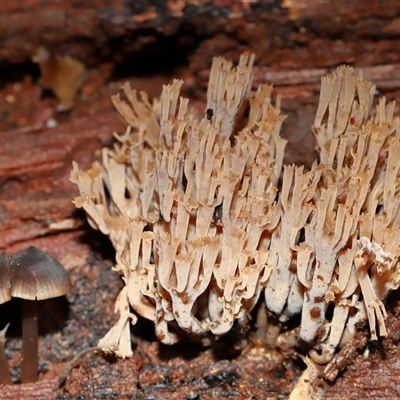 Unverified Coralloid fungus, markedly branched at Paddys River, ACT - 28 May 2025 by TimL