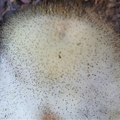 Spinellus sp. by Aussiegall