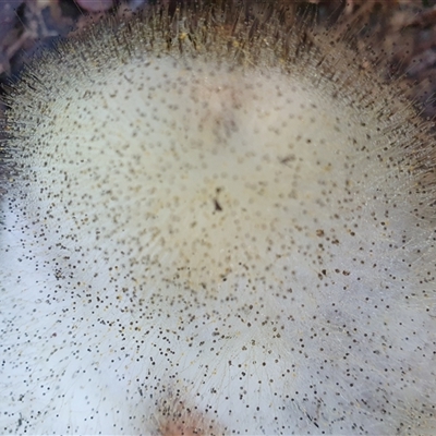 Spinellus sp. by Aussiegall