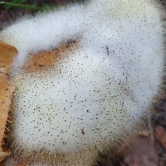 Spinellus sp. at Penrose, NSW - suppressed