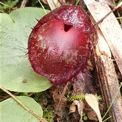 Corysanthes hispida (Bristly Helmet Orchid) at Wombeyan Caves, NSW - 25 May 2025 by Bubbles