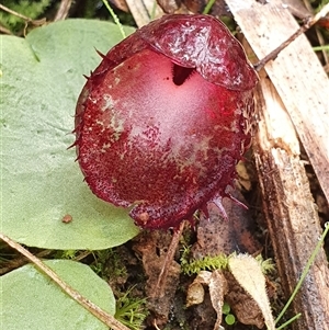 Corysanthes hispida at Wombeyan Caves, NSW - 25 May 2025 by Bubbles