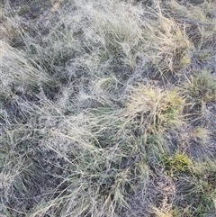 Eragrostis curvula at Farrer, ACT - Today by julielindner