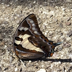 Charaxes sempronius (Tailed Emperor) at Cook, ACT - 1 Jun 2025 by Chantal