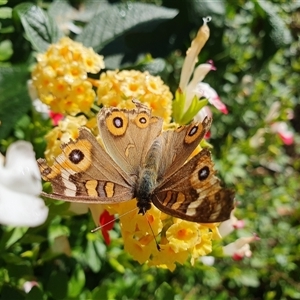Junonia villida at Penrose, NSW - Today by Aussiegall