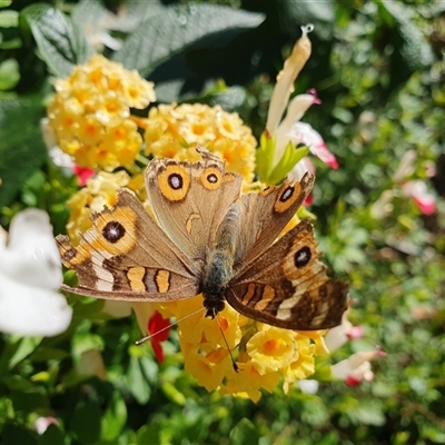Junonia villida (Meadow Argus) at Penrose, NSW - 1 Jun 2025 by Aussiegall