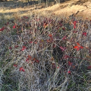 Rubus fruticosus species aggregate at Farrer, ACT - Today by julielindner