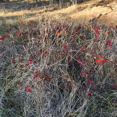 Rubus fruticosus species aggregate at Farrer, ACT - Today by julielindner