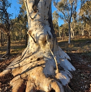 Eucalyptus blakelyi at Wanniassa, ACT - Today by julielindner