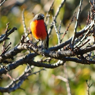 Petroica phoenicea at Symonston, ACT - Yesterday by CallumBraeRuralProperty