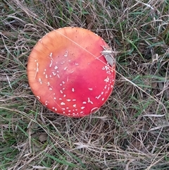 Amanita sp. at Yarralumla, ACT - Today by Nick43