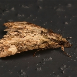 Tamba sp. at Bulli, NSW - 29 May 2025 by jb2602