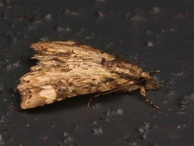 Tamba conscripta (Variable Hookwing) at Bulli, NSW - 29 May 2025 by jb2602