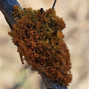 Teloschistes sp. (genus) at Hawker, ACT - Today by sangio7