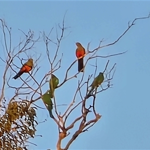 Platycercus elegans at O'Malley, ACT - Today by Mike