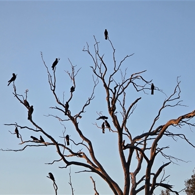 Zanda funerea (Yellow-tailed Black-Cockatoo) at O'Malley, ACT - 1 Jun 2025 by Mike