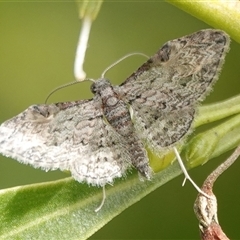 Chloroclystis insigillata (Chloroclystis insigillata) at Hall, ACT - 26 May 2025 by Anna123
