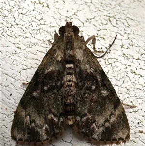 Stericta bryomima at Bulli, NSW - 30 May 2025 by jb2602
