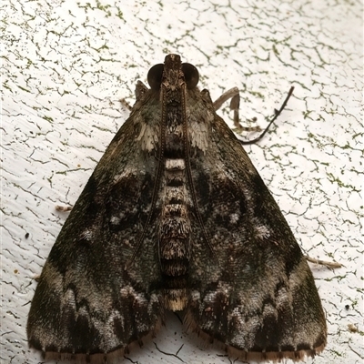 Stericta bryomima (A Pyralid moth) at Bulli, NSW - 30 May 2025 by jb2602