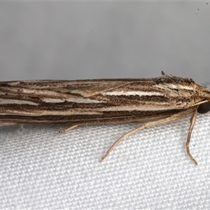 Meyrickella ruptellus at Bulli, NSW - Yesterday by jb2602