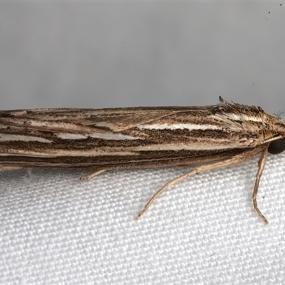 Meyrickella ruptellus (Hypeninae, Erebidae) at Bulli, NSW - Yesterday by jb2602