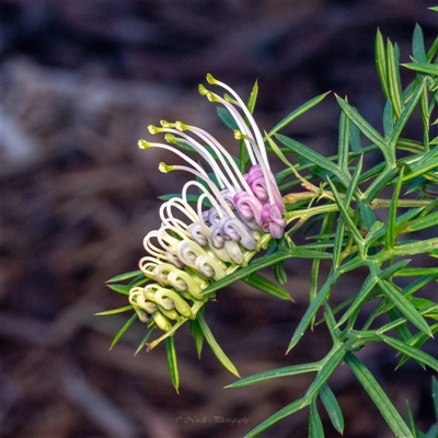Unverified Other Wildflower or Herb at Ghan, NT - 30 May 2025 by NarellesPhotography