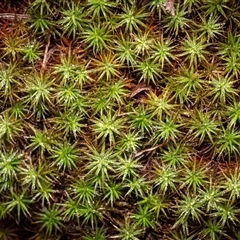 Unverified Lichen, Moss or other Bryophyte at Ghan, NT - 30 May 2025 by NarellesPhotography