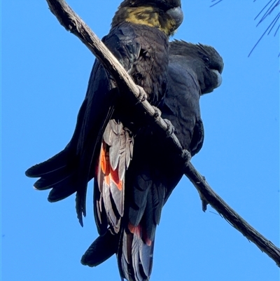 Calyptorhynchus lathami lathami (Glossy Black-Cockatoo) at Bundanoon, NSW - 31 May 2025 by GITM1