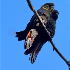 Calyptorhynchus lathami lathami at Bundanoon, NSW - suppressed