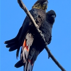 Calyptorhynchus lathami lathami at Bundanoon, NSW - suppressed