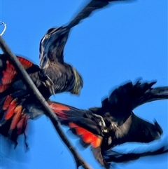 Calyptorhynchus lathami lathami at Bundanoon, NSW - suppressed