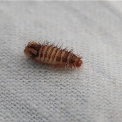 Anthrenus verbasci (Varied or Variegated Carpet Beetle) at Macarthur, ACT - 1 Jun 2025 by RodDeb