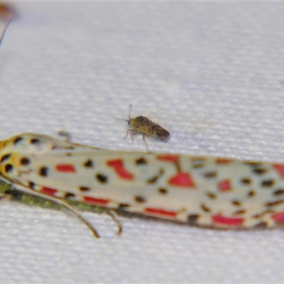 Utetheisa (genus) (A tiger moth) at Saint George, QLD - 2 Nov 2009 by PJH123