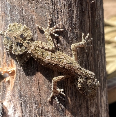 Saltuarius moritzi (Moritz's Leaf-tailed Gecko) by pls047