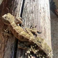 Saltuarius moritzi at suppressed - suppressed