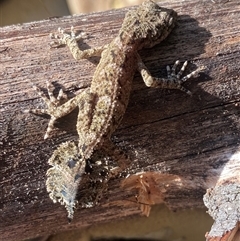 Saltuarius moritzi at suppressed - suppressed