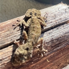 Saltuarius moritzi at suppressed - suppressed