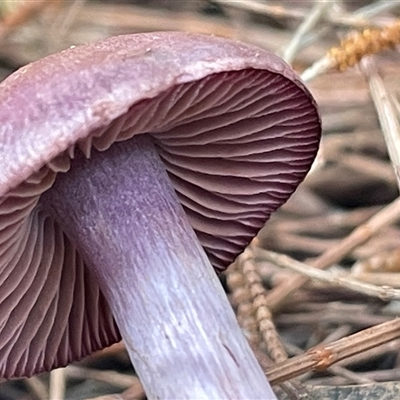 Unverified Cap on a stem; gills below cap [mushrooms or mushroom-like] at Ulladulla, NSW - 25 May 2025 by Clarel