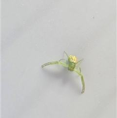 Lehtinelagia sp. (genus) (Flower Spider or Crab Spider) at Burrinjuck, NSW - 1 Jun 2025 by Bidge