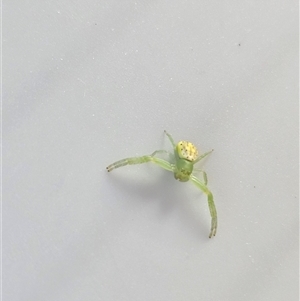 Unverified Spider at Burrinjuck, NSW - Today by Bidge
