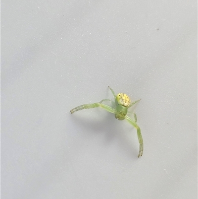 Lehtinelagia sp. (genus) (Flower Spider or Crab Spider) at Burrinjuck, NSW - 1 Jun 2025 by Bidge