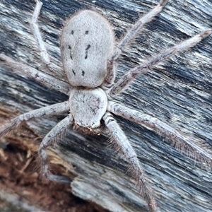 Unverified Other hunting spider at Burrinjuck, NSW - Today by Bidge
