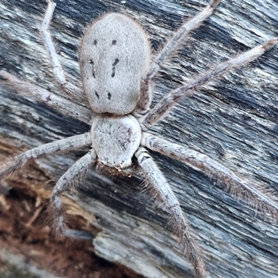 Isopeda canberrana (Canberra Huntsman Spider) at Burrinjuck, NSW - 1 Jun 2025 by Bidge