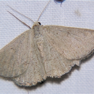 Unverified Moth (Lepidoptera) at Saint George, QLD - 2 Nov 2009 by PJH123