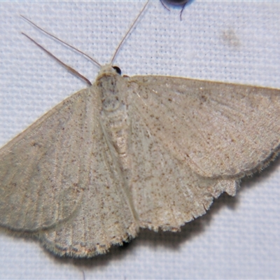 Nearcha (genus) (An Oenochromine moth) at Saint George, QLD - 2 Nov 2009 by PJH123
