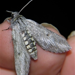 Synoecha marmorata at Saint George, QLD - 2 Nov 2009 08:18 PM