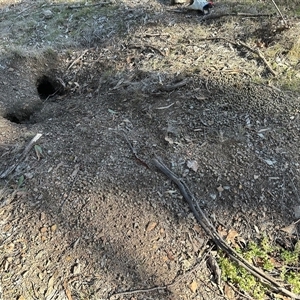 Oryctolagus cuniculus at Cook, ACT - Today by KMcCue