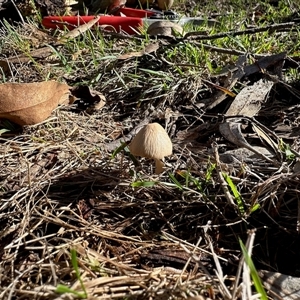 Unverified Fungus at Cook, ACT - Today by KMcCue