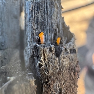 Unverified Coralloid fungus, markedly branched at Bruce, ACT - 30 May 2025 by elliedruggan